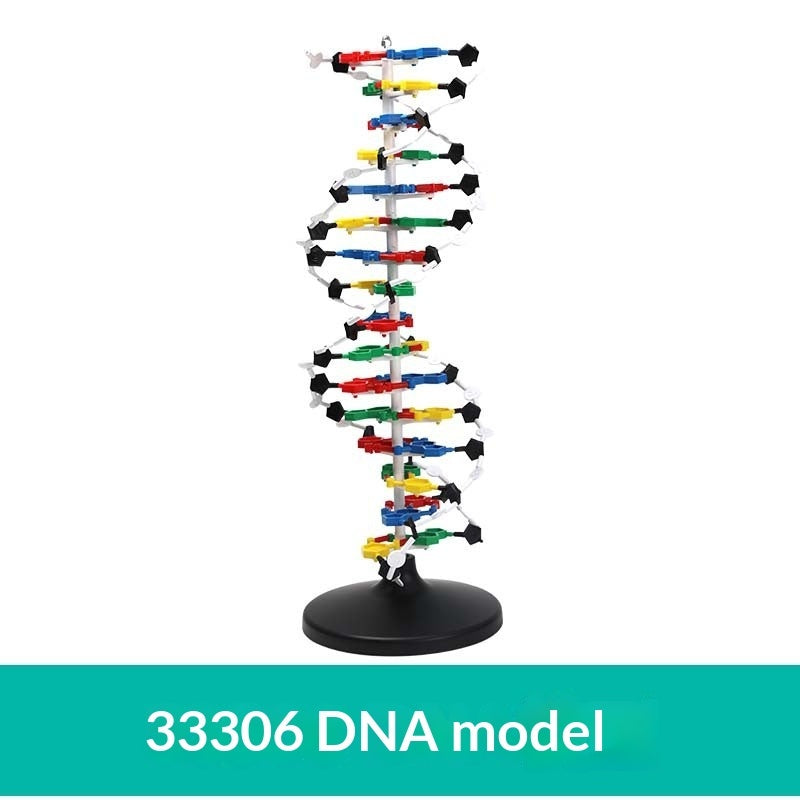 Protein Model School Teacher Teaching Supplies