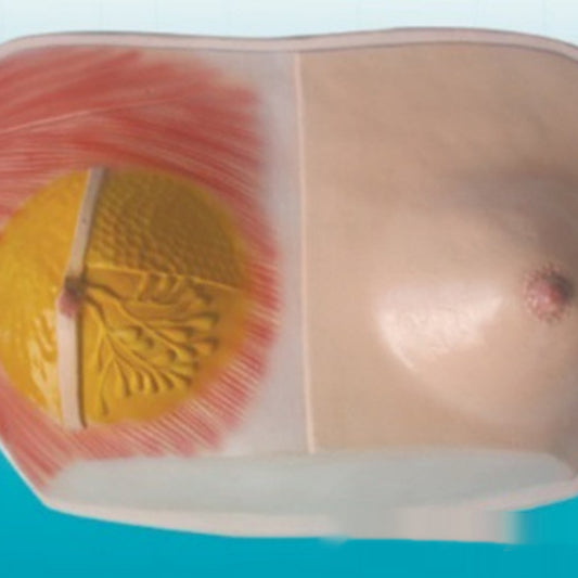 Breast Anatomy Model