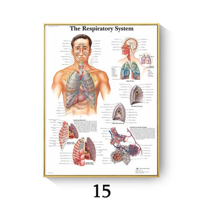 Human Anatomy Muscle Canvas Print Poster