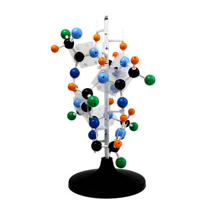 Protein Model School Teacher Teaching Supplies