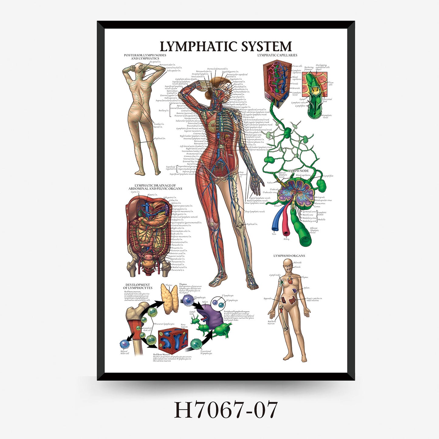 Wall Chart Human Anatomy Muscles Gym Medical Education Decorative Painting