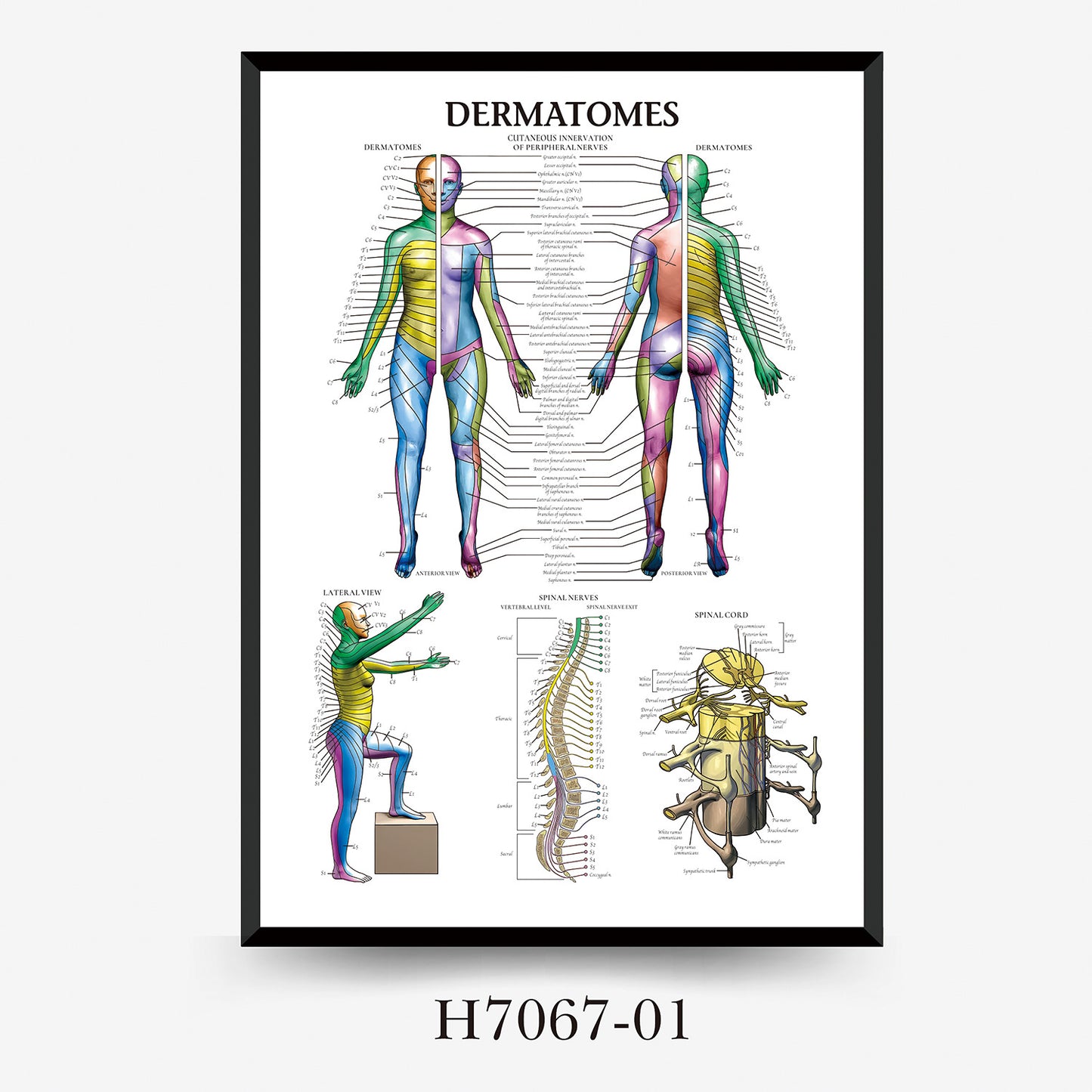 Wall Chart Human Anatomy Muscles Gym Medical Education Decorative Painting