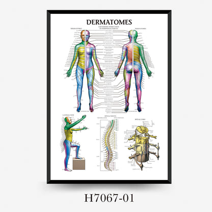 Wall Chart Human Anatomy Muscles Gym Medical Education Decorative Painting