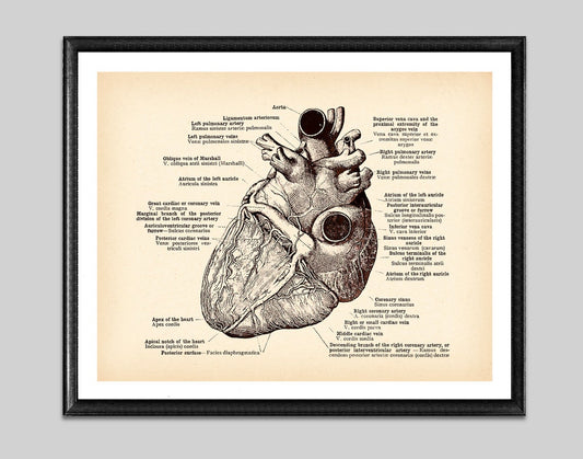 Antique Anatomy Medical Poster Human Anatomy Art Drawing