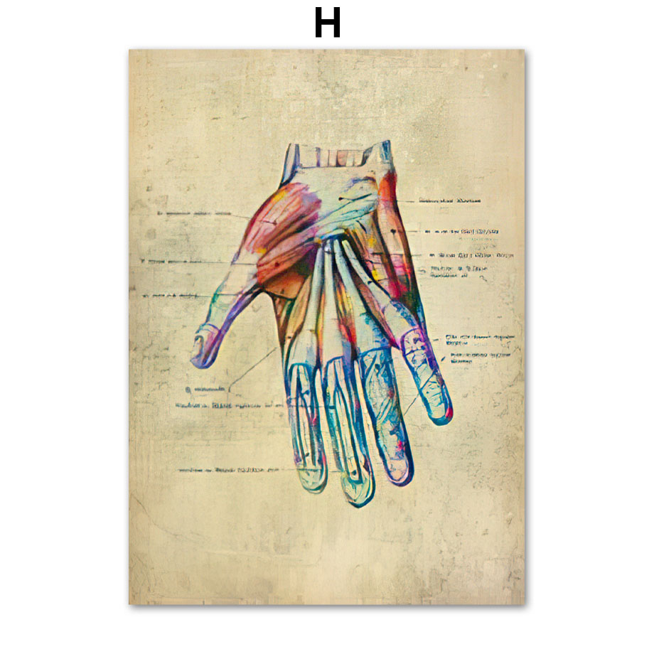Anatomie Poster Muskelapparat