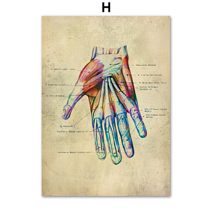 Anatomie Poster Muskelapparat