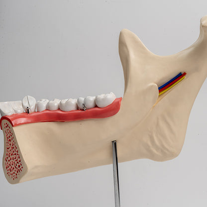 Großes Unterkiefer Anatomie Modell