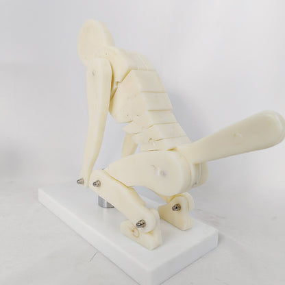 PVC Weightlifting Medical Teaching Model With A Base