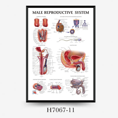 Wall Chart Human Anatomy Muscles Gym Medical Education Decorative Painting