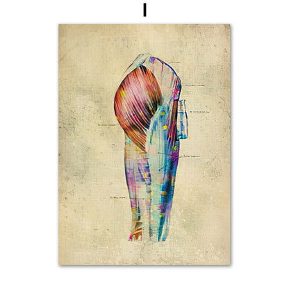 Anatomie Poster Muskelapparat