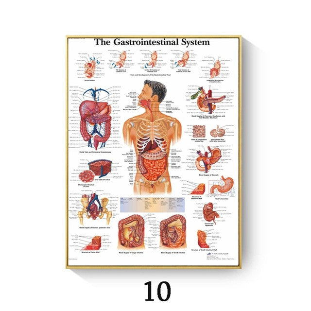 Human Anatomy Muscle Canvas Print Poster