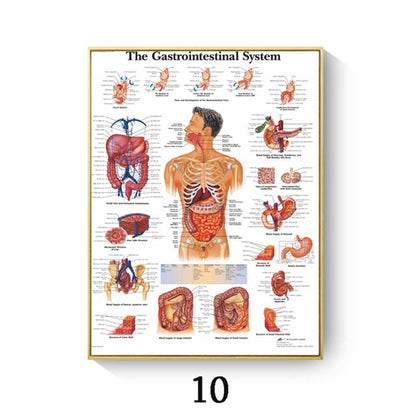 Human Anatomy Muscle Canvas Print Poster