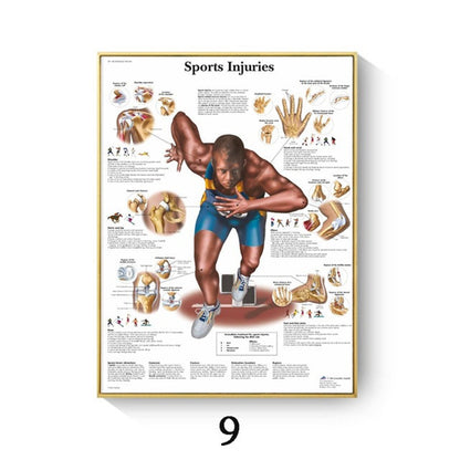 Human Anatomy Muscle Canvas Print Poster