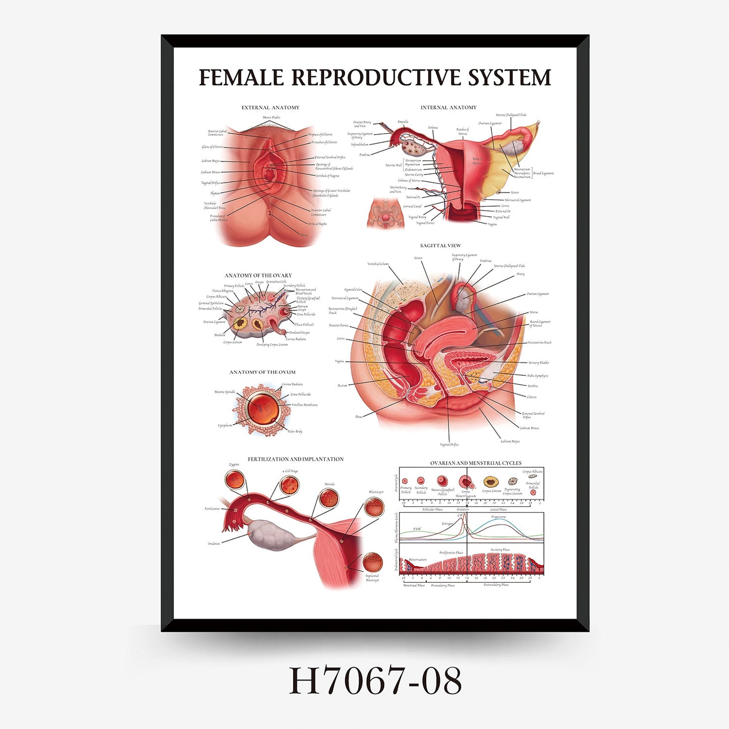 Wall Chart Human Anatomy Muscles Gym Medical Education Decorative Painting