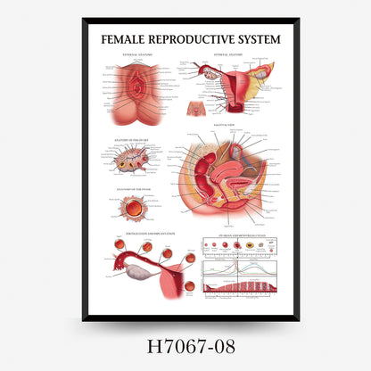 Wall Chart Human Anatomy Muscles Gym Medical Education Decorative Painting
