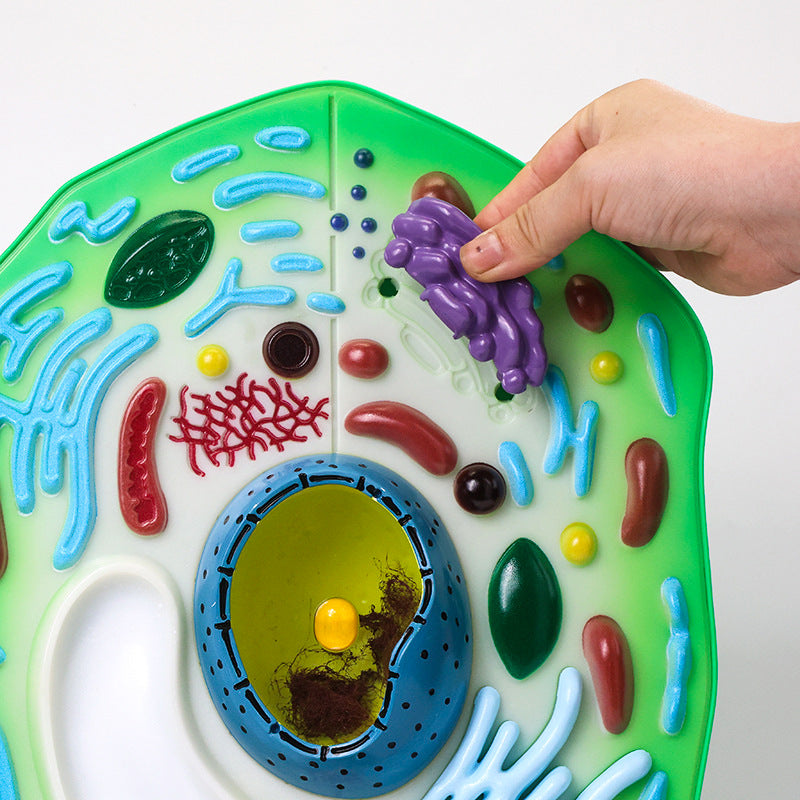Pflanzen-Zelle Biologie Lehrmodell Set