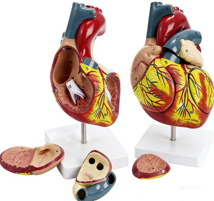 Human Heart Anatomy Life-Size Medical Teaching Model