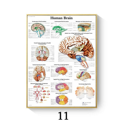 Human Anatomy Muscle Canvas Print Poster