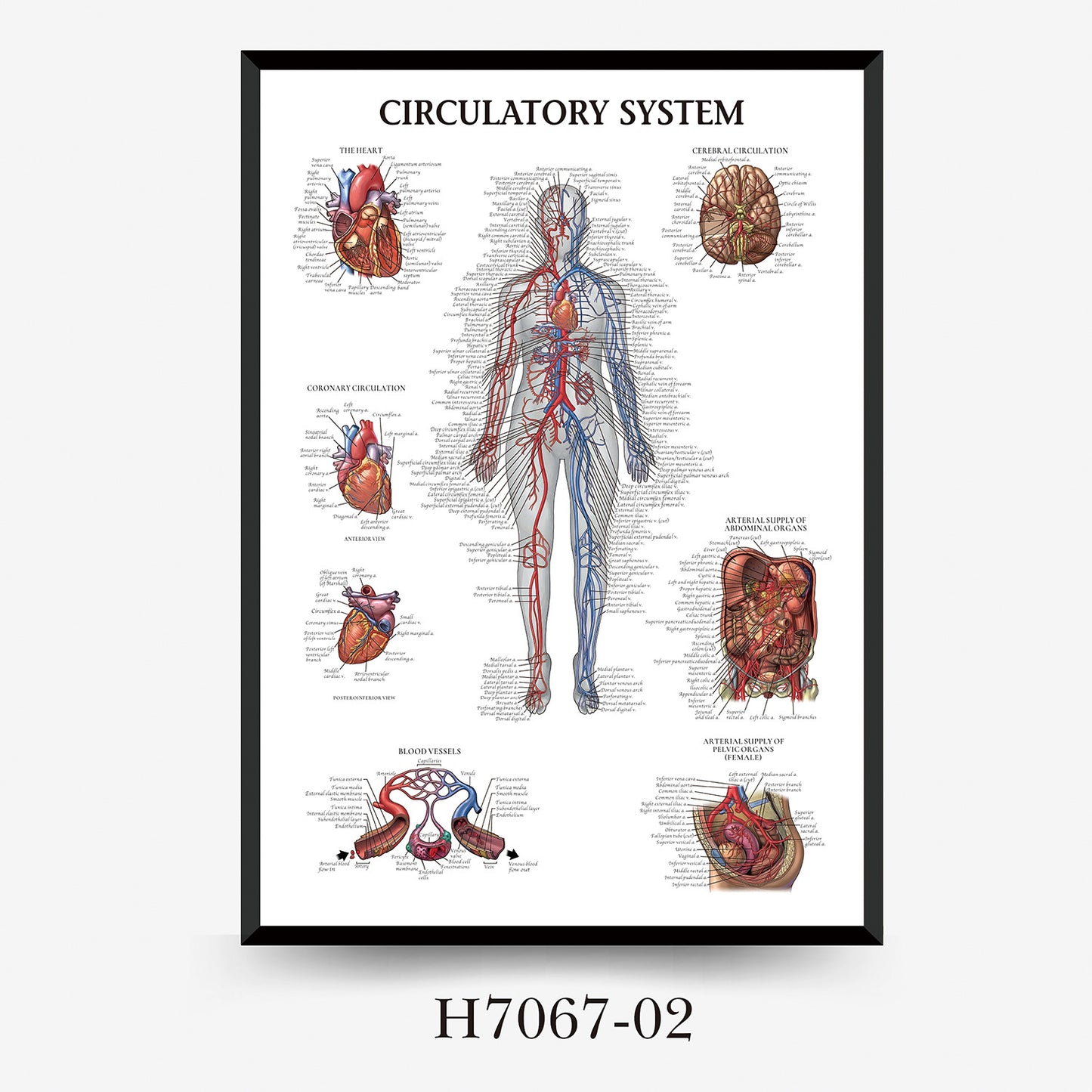 Wall Chart Human Anatomy Muscles Gym Medical Education Decorative Painting