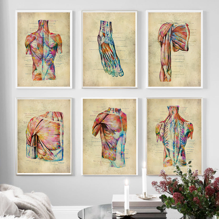 Anatomie Poster Muskelapparat