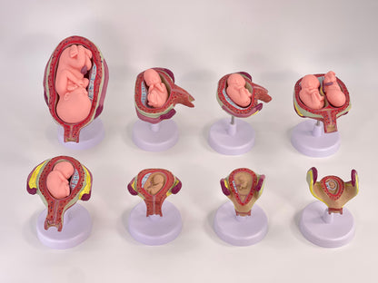 Anatomisches Uterus Lehrmodell