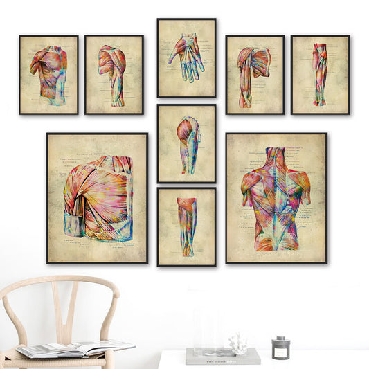 Anatomie Poster Muskelapparat