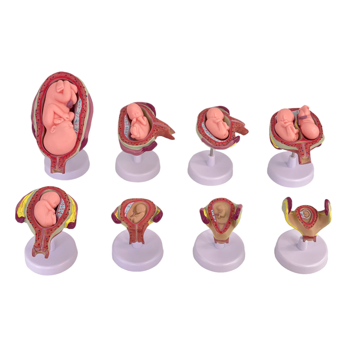 Anatomisches Uterus Lehrmodell