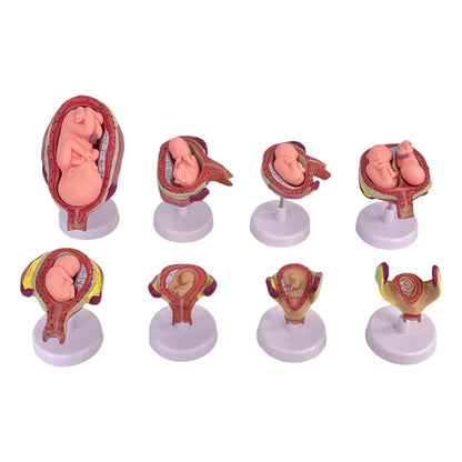 Anatomisches Uterus Lehrmodell