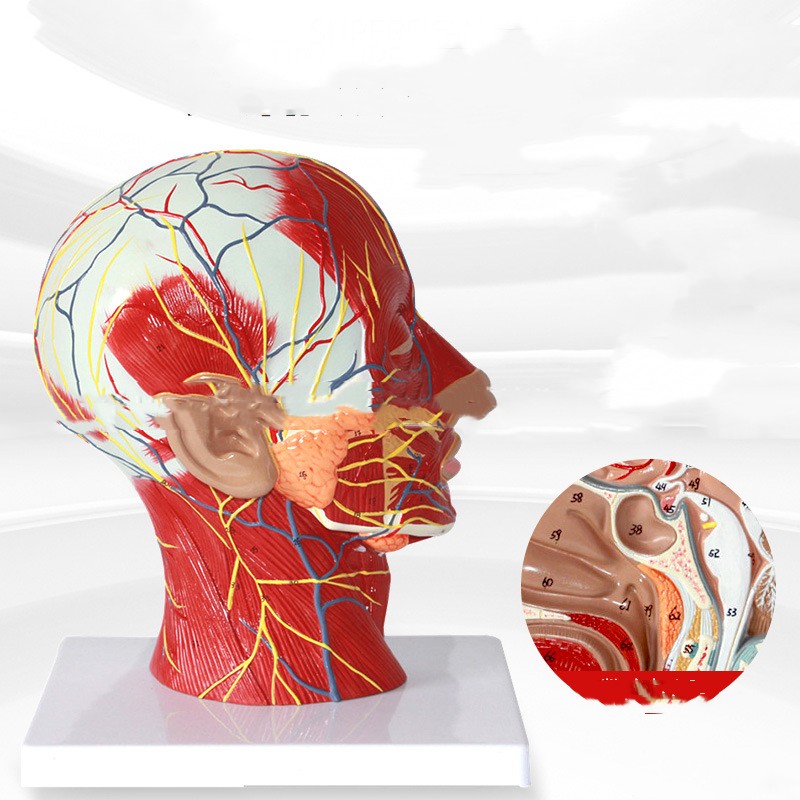 Head Transverse Sectional Anatomy Model