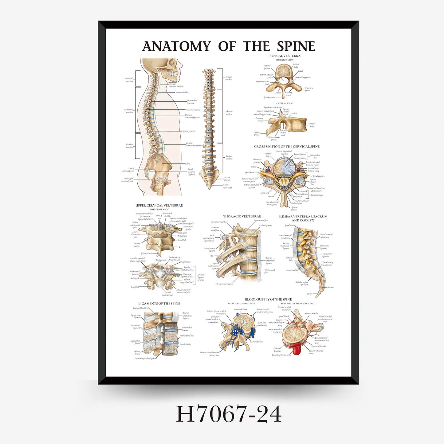 Wall Chart Human Anatomy Muscles Gym Medical Education Decorative Painting